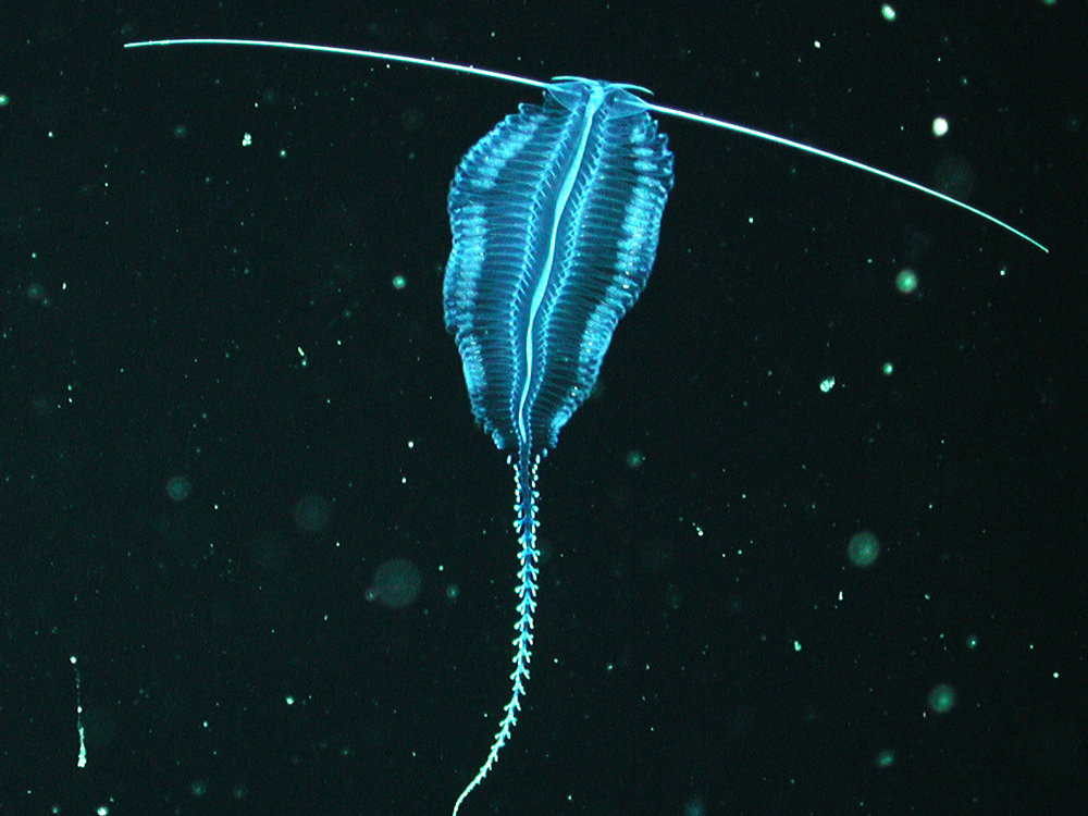 NGL_Nature_cr-MBARI_4x3