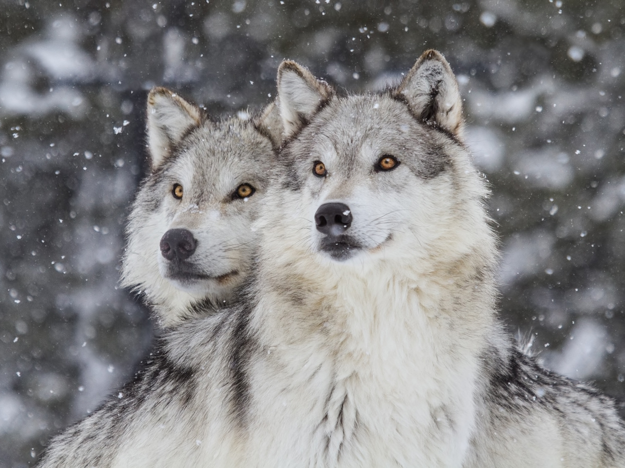NGL_Yellowstone_cr-Getty-Images_4x3