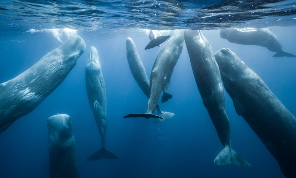 encompassed-by-10-giant-sperm-whales-in-azores_CR-Andy-Mann_5x3