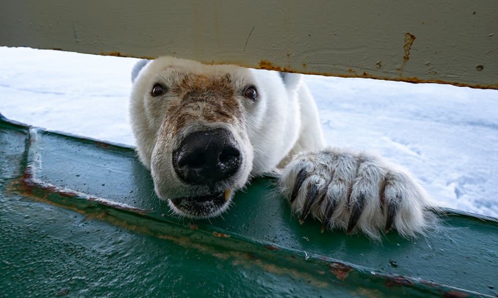 lar-bear-visits-me-in-svalbard_CR-Andy-Mann_5x3