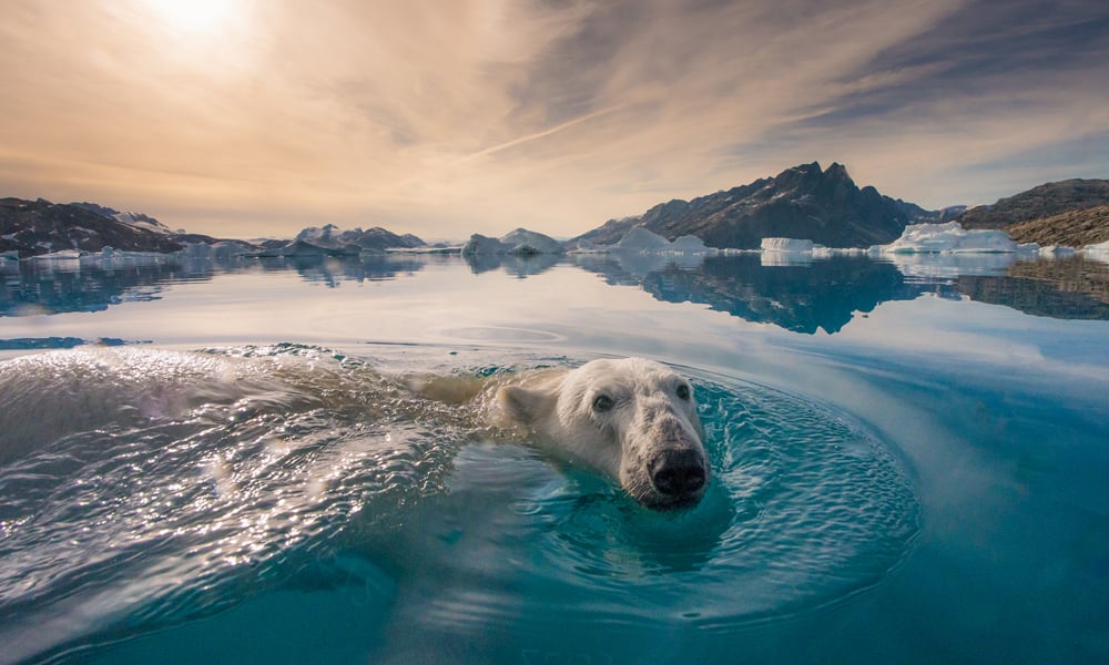 polar-bear-in-greenland_CR-Andy-Mann_5x3