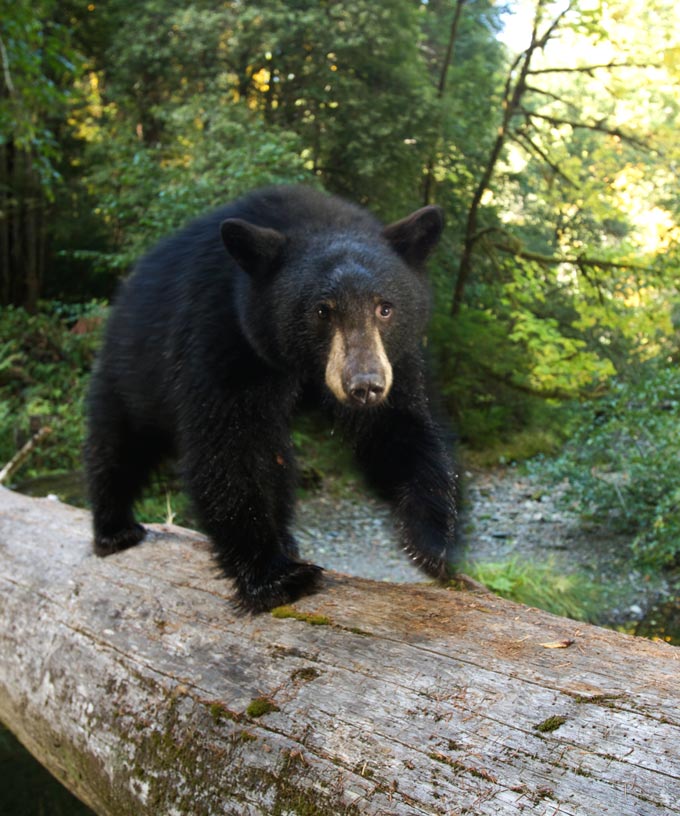 Rae Wynn-Grant: The Secret Lives of Bears Student Event