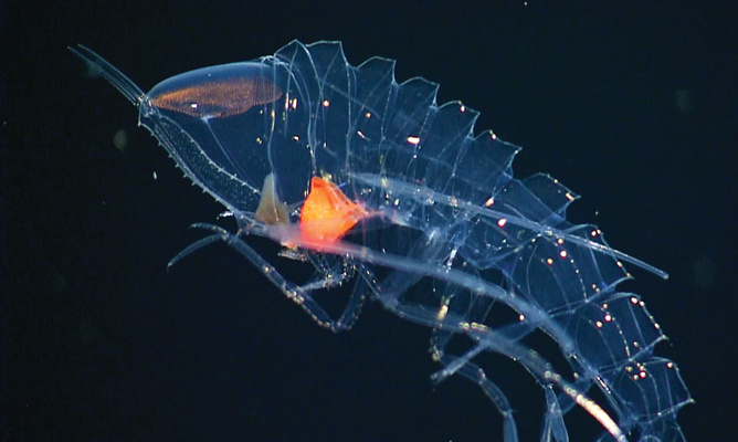 kakani shrimp